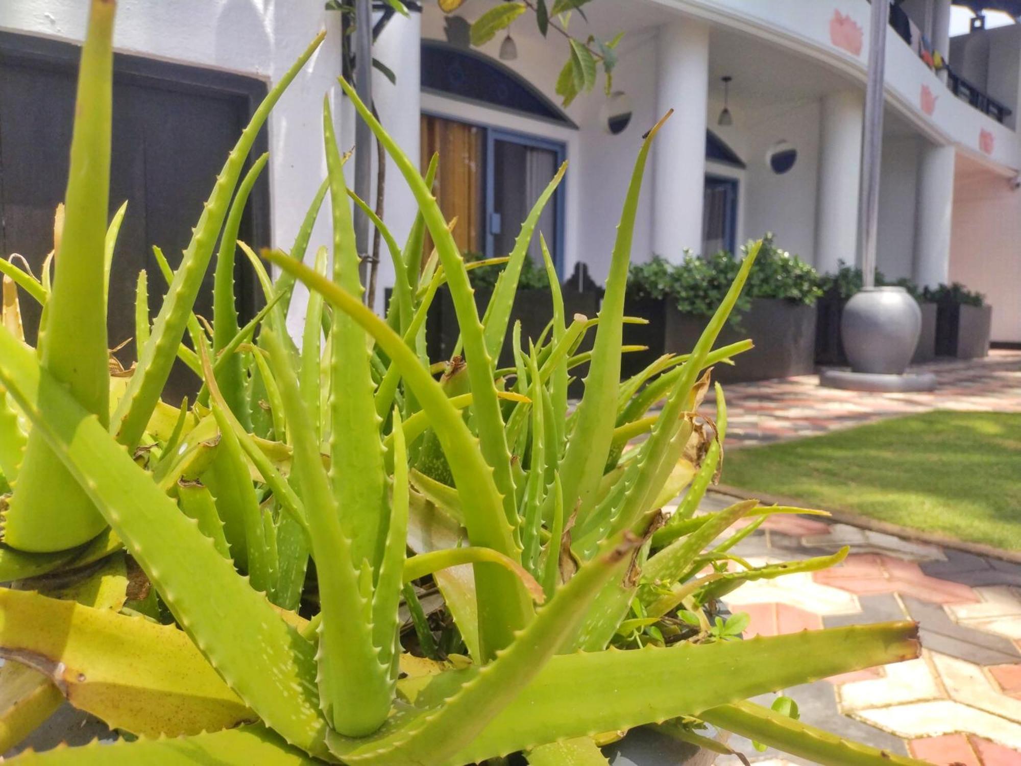 Dalawella Beach Resort Унаватуна Екстер'єр фото
